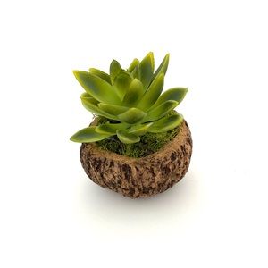 Faux succulent in coconut shell